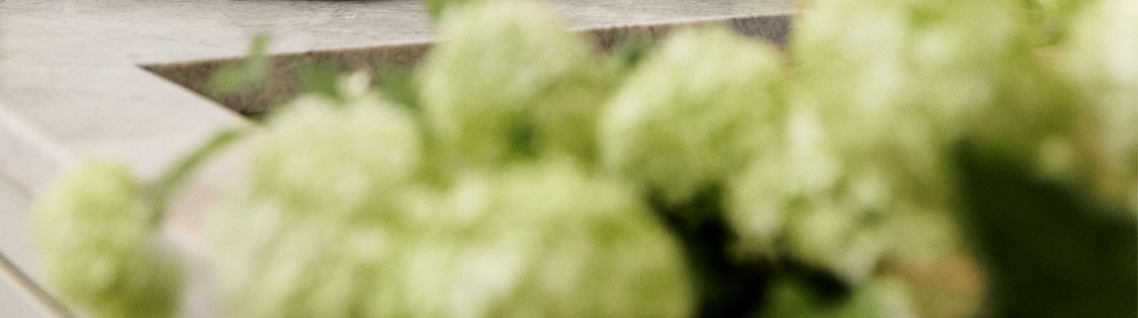 Limegröna hortensior på köksbänken.
